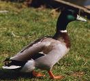 Ecoutez les chants et les cris du Canard colvert